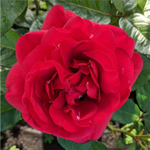 ONE IN A MILLION (floribunda)